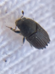 Phloeosinus hoferi