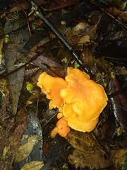 Cantharellus concinnus