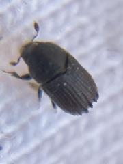 Phloeosinus hoferi