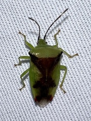 Elasmostethus atricornis