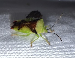 Elasmostethus atricornis