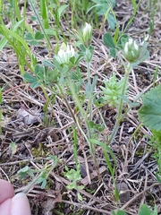 Image of Trifolium cherleri