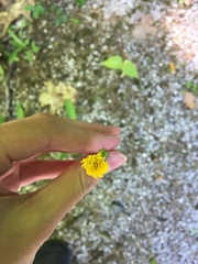 Pilosella flagellaris