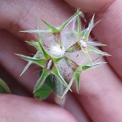 Trifolium stellatum image