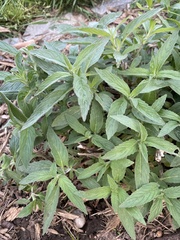Monarda punctata