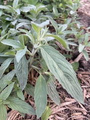 Monarda punctata