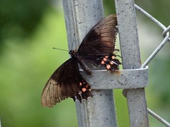 Heraclides rogeri pharnaces