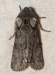 Psaphida electilis