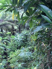 Cephaleuros lagerheimii