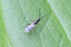 Proctotrupoidea