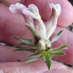 Anthyllis vulneraria maura