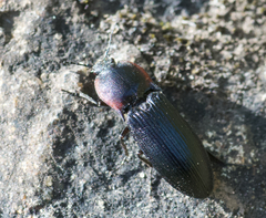 Selatosomus lateralis