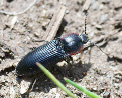 Selatosomus lateralis