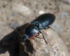 Selatosomus lateralis