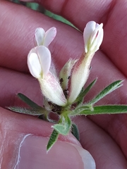 Anthyllis vulneraria maura