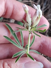 Anthyllis vulneraria maura