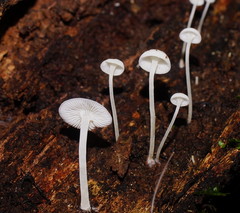Hemimycena lactea