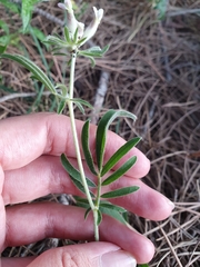 Anthyllis vulneraria maura