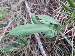 Anthyllis vulneraria maura