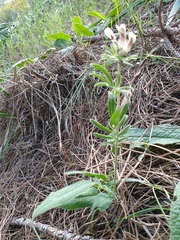 Anthyllis vulneraria maura