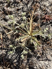 Eryngium montereyense