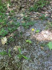 Pilosella flagellaris