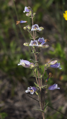 Penstemon gracilis