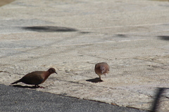 Streptopelia senegalensis