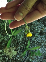 Pilosella flagellaris