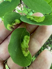 Agromyza soka
