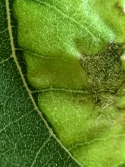 Agromyza soka