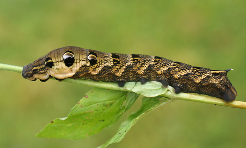 Elephant Hawkmoth, photo 2 of 10