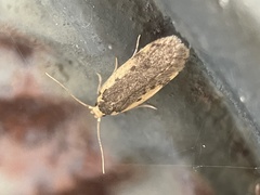 Hoplostega ochroma