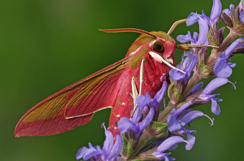 Elephant Hawkmoth, photo 3 of 10