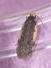 Hoplostega ochroma