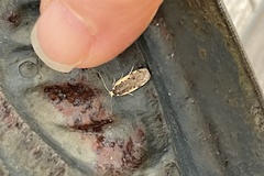 Hoplostega ochroma