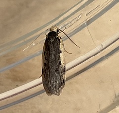 Hoplostega ochroma