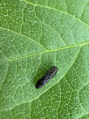 Paragrilus rugatulus