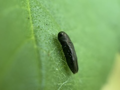 Paragrilus rugatulus