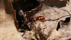 Nomada maculata