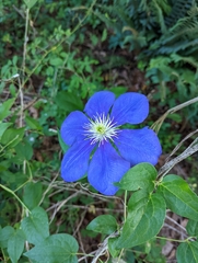 Clematis × jackmanii