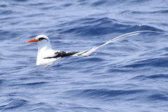 Phaethon lepturus catesbyi