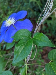 Clematis × jackmanii