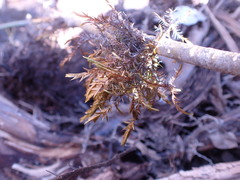 Fontinalis neomexicana