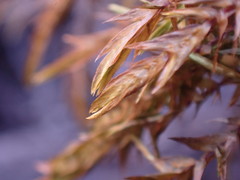 Fontinalis neomexicana