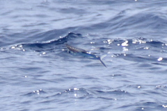 Cheilopogon melanurus