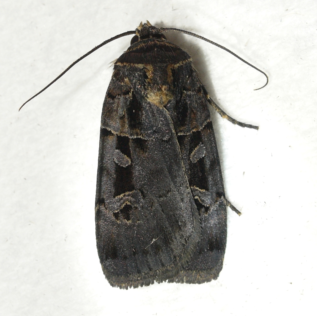 Morrison's Sooty Dart