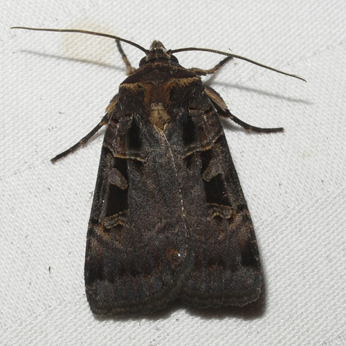 Morrison's Sooty Dart photo 2