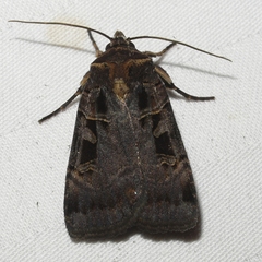 Pseudohermonassa tenuicula