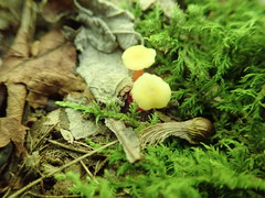 Hygrocybe parvula